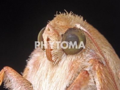 Adulto de Heliotis